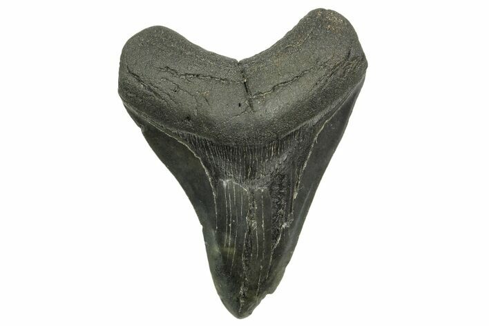 Fossil Megalodon Tooth - South Carolina #368372